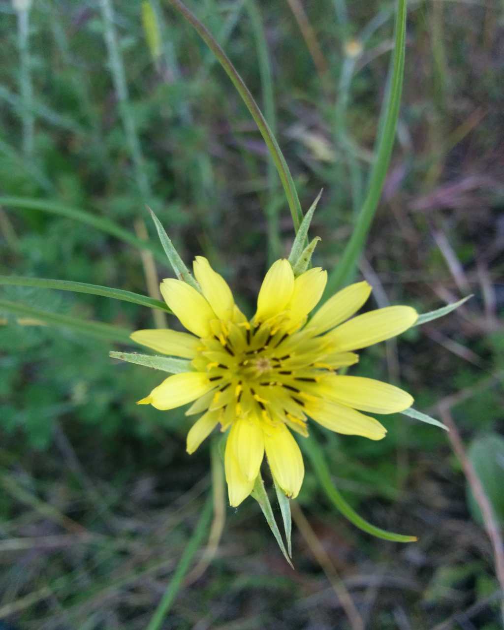 Tragopogon dubius